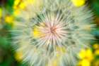 USA-Colorado Close-up of salsify in full bloom Art Print